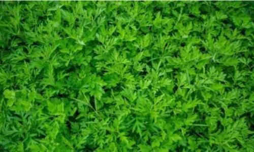 风寒湿|一把艾叶二两酒,腰腿疼痛绕道走,颈椎病、关节炎、腰腿疼也管用