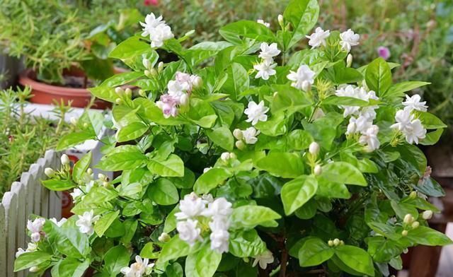 风雨兰|7种花夏天爱淋雨,越淋长得越欢,多淋几次,肥料都省了