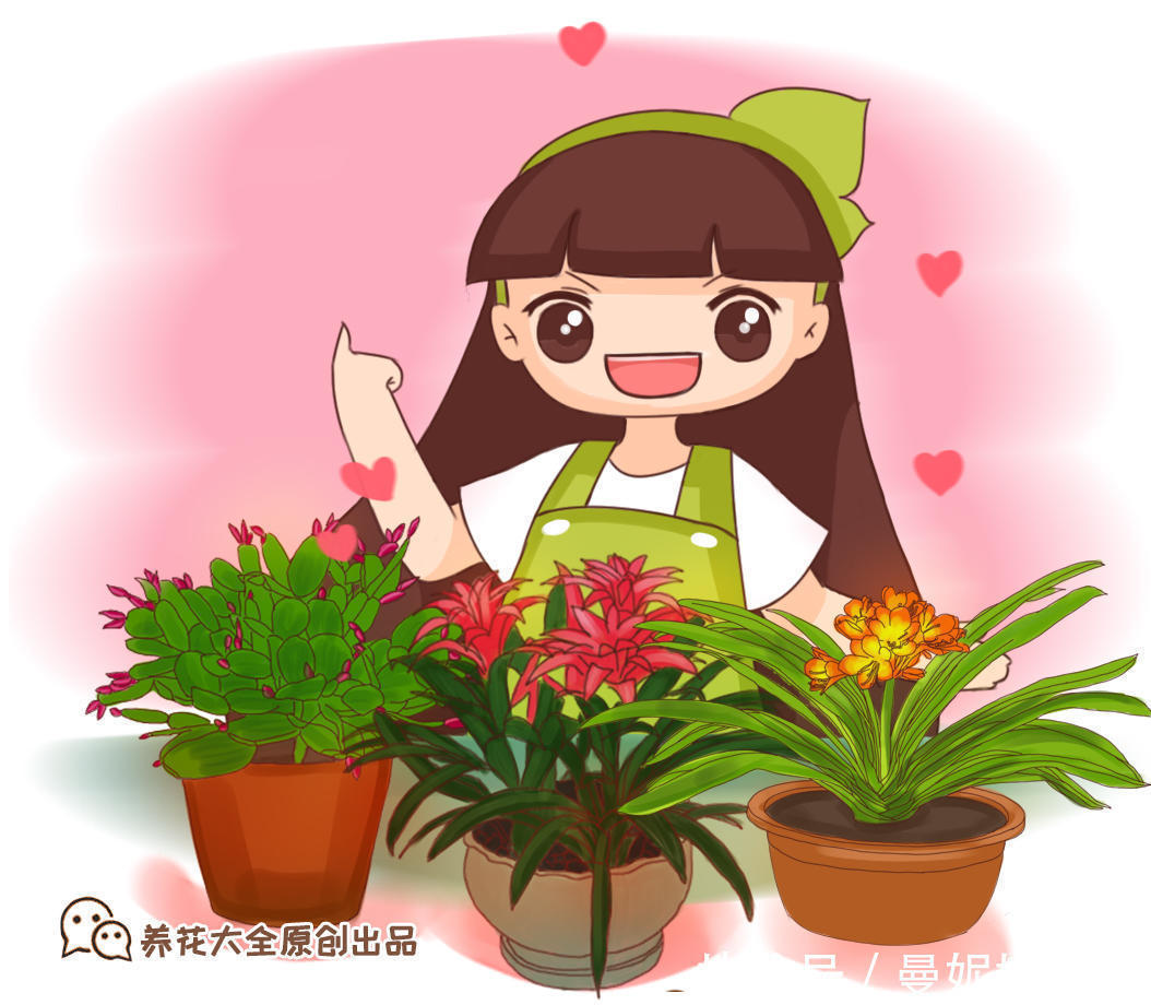 养花|家里君子兰不开花，学会这几种，花苞蹭蹭长