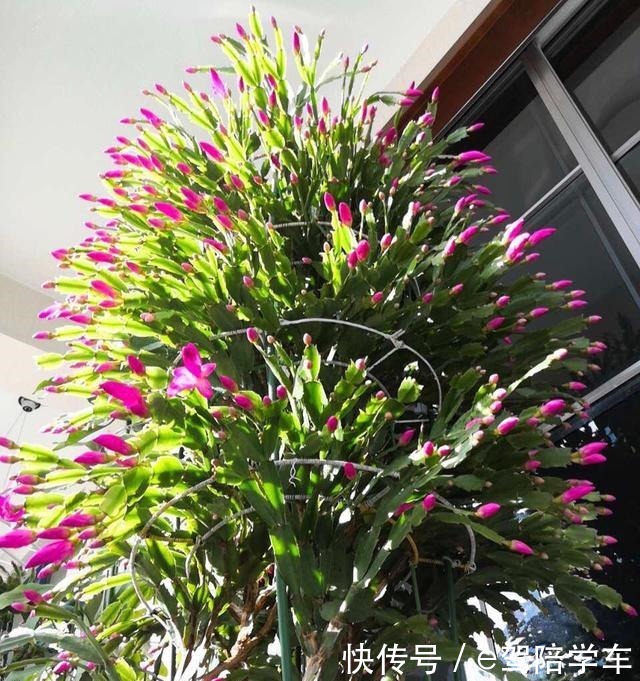 她的蟹爪兰“养成”大花球,一盆开花上百朵,秘诀有3个!