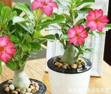 长寿花|家里不知道养什么花好,6种漂亮又好养的盆栽考虑一下