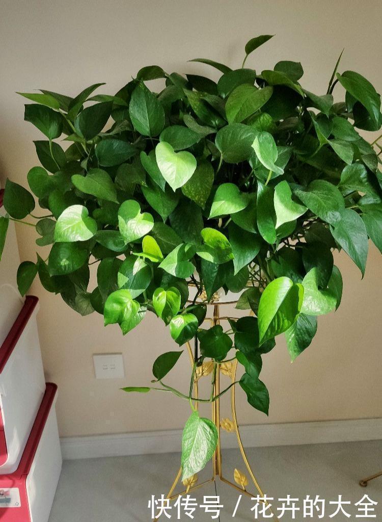 这些“娇气花”,冻坏也别扔,剪一刀,救一命