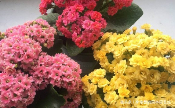 过了休眠期的长寿花不开花怎么办“小黑屋”伺候，乖乖花开爆盆