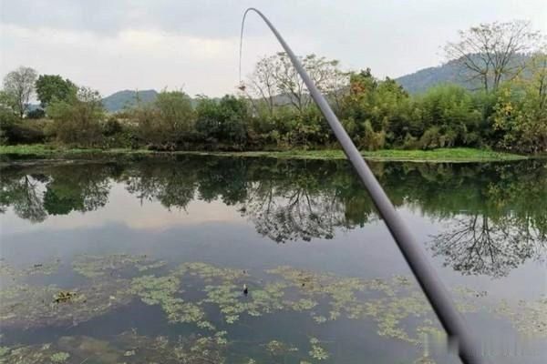  鲫鱼|民间野钓大鲫鱼绝招解析蘸饵钓法，钓鱼人必学，正适合秋季使用