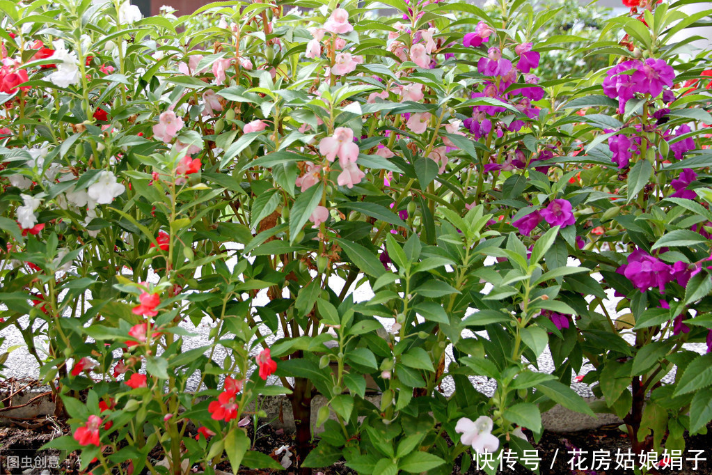 朋友的凤仙花美爆了，其实方法很简单，试着自己养一盆吧