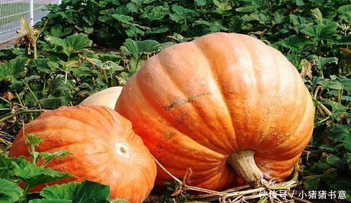 猪肝|女人气血不足别担心，多吃以下4种食物，有效改善气血问题