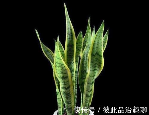 植料|秋季做对几点，虎皮兰姿态美容易爆新芽，你做对了吗？