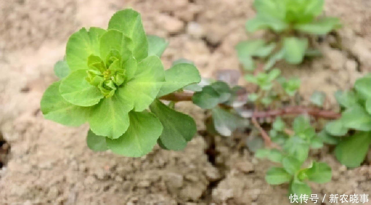 农村有1药草，其相貌普通，但药效惊人不可错过，药农见到如见宝