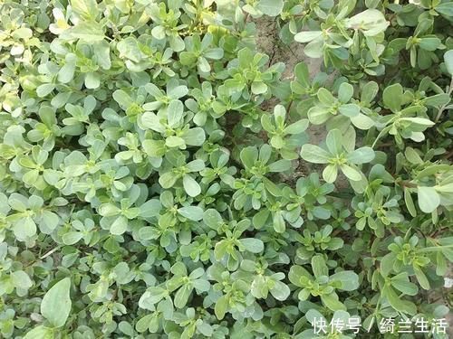 味道|这野菜从春吃到夏,味道有点酸,但价值极高,晒干后越放越香