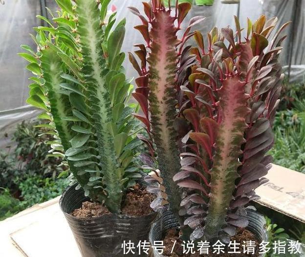 龙骨、郁金香盆栽,别搁在室内了,对身体有害!摆它们恰恰好!