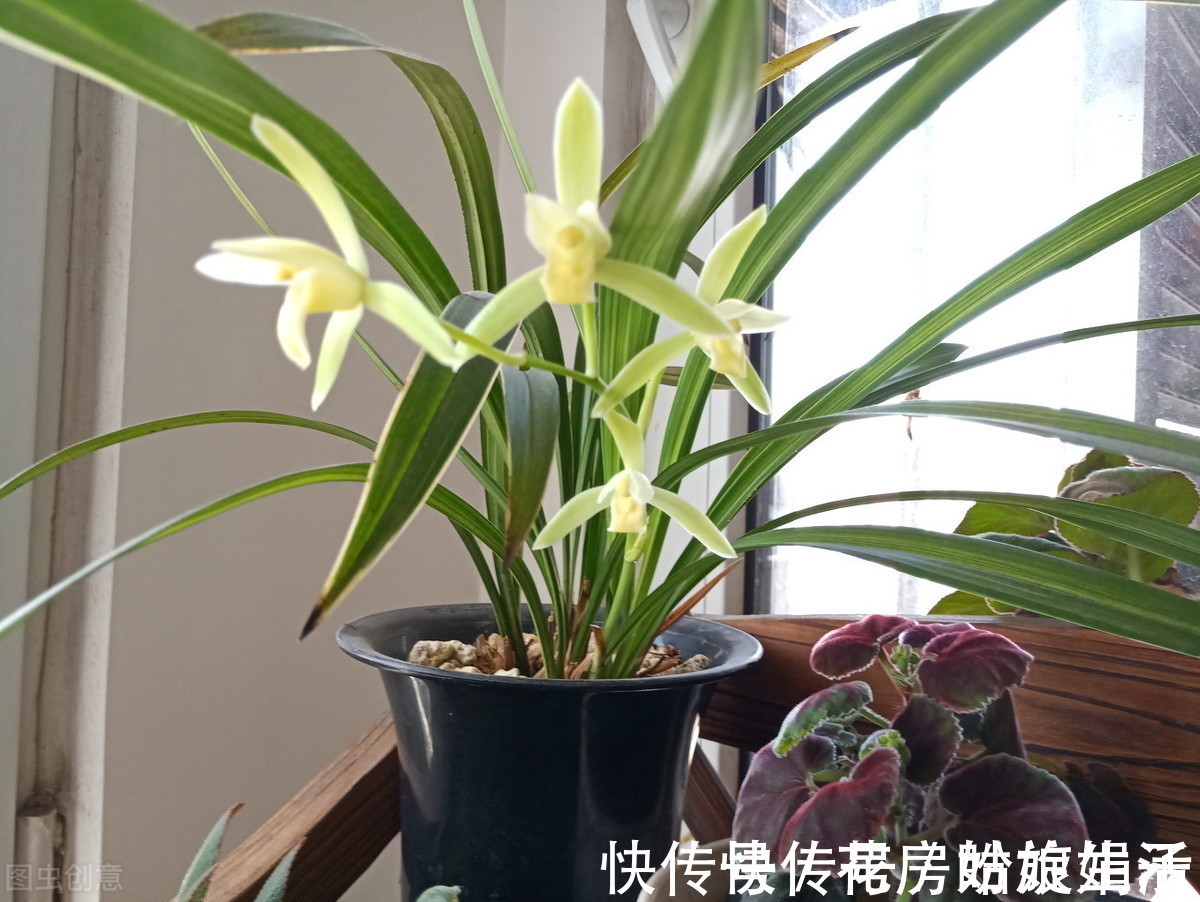 兰来|养兰花够酸才能长得旺，掌握好3个“通”字，轻松养好几百盆