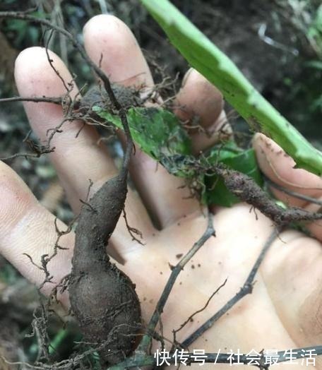 中草药|山林里一青藤能长“土老鼠”，放牛娃挖来玩，老人说它比人参贵！