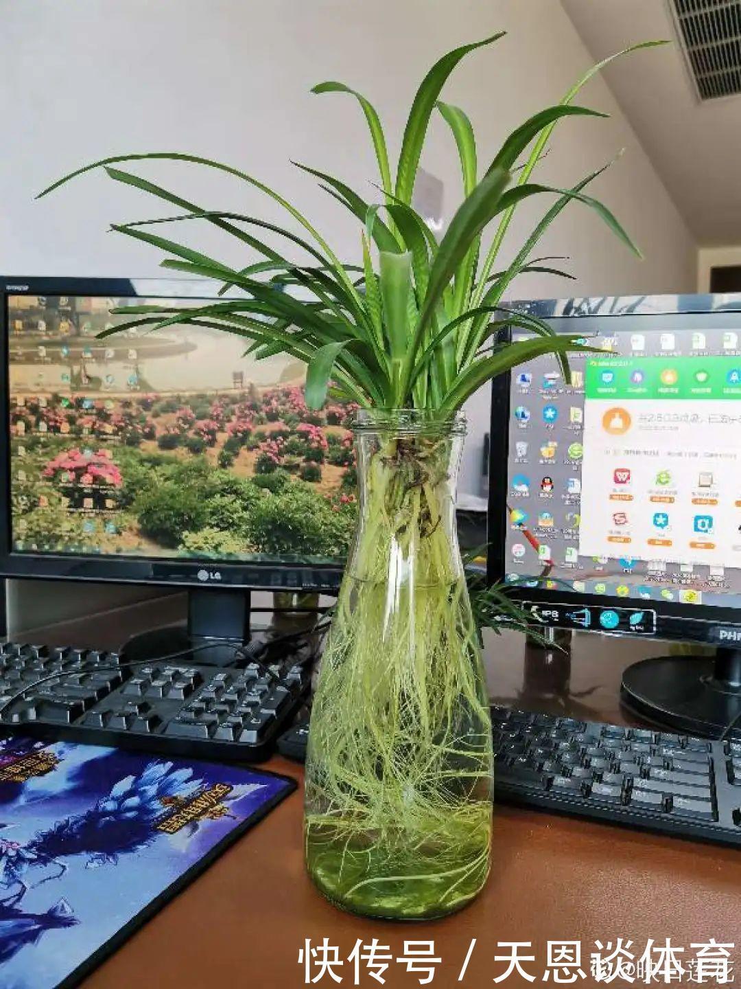 烂根|最难养的7种花，丢水里反而蹭蹭长，根系长满瓶！