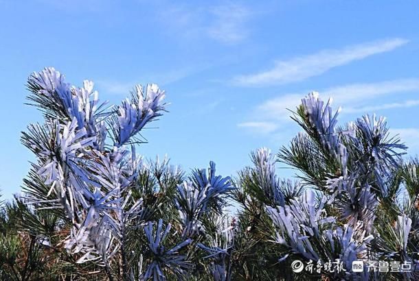 剔透|情报站｜宛如雪压枝！日照五莲大青山雾凇洁白剔透，独具风韵