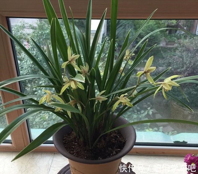 用这1料养兰花,养根壮根,长势贼旺