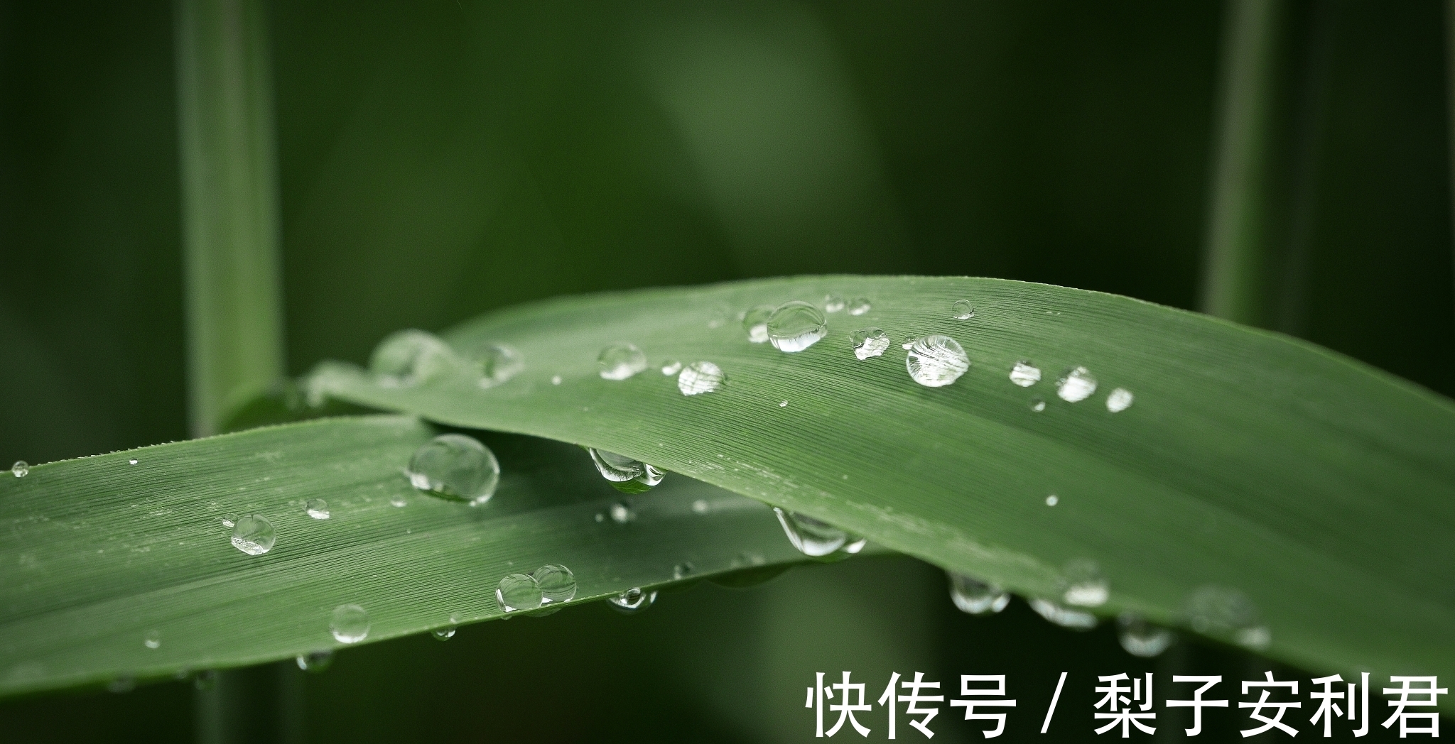 豆花|两首秋雨古诗词，两种不同的意蕴，哪一首能够打动你