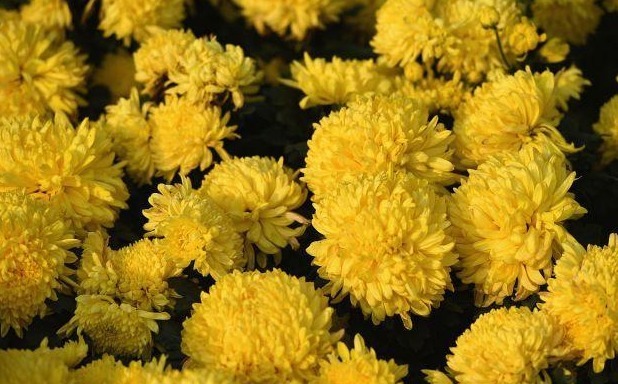 黄曲霉毒素|身体出现“小红点”,八成是肝喊疼了,忠告要忌口