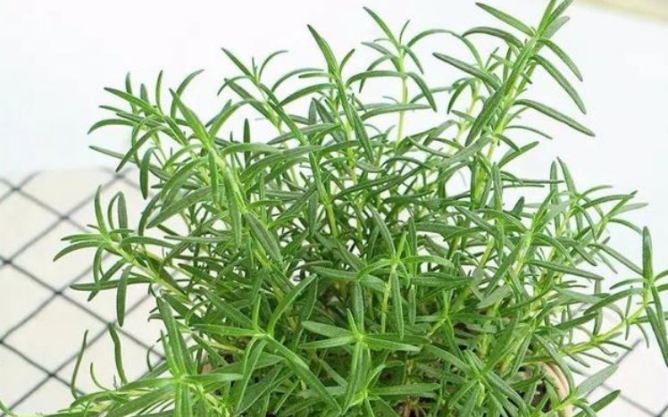 爆盆|3种花“开花勤快”,好养易爆盆,落地生根,常年开花“不停歇”