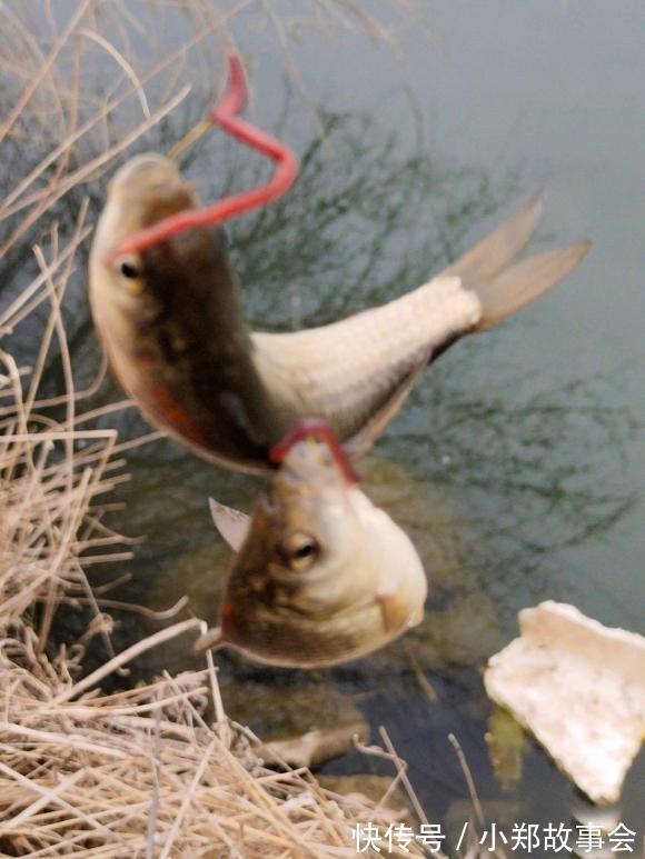 冬天|浅谈寒冬鲫鱼习性,摸准命脉渔获更多,确实不用太好技术