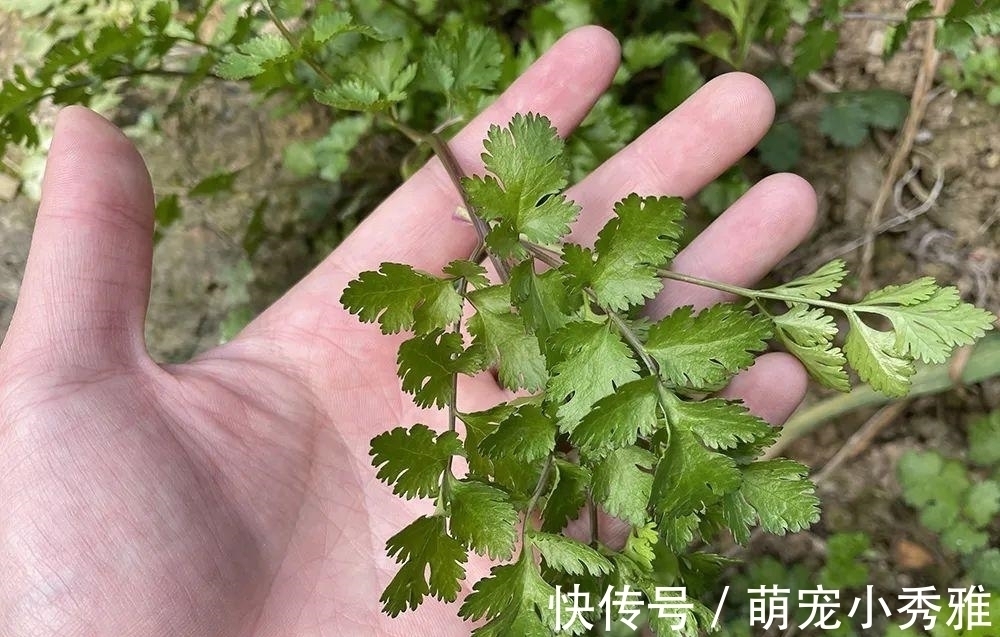 味道有些难闻,但请不要忽视它,很有价值,用来包饺子是一绝