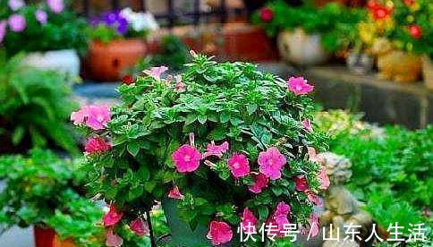 浇花|什么啤酒,白糖水,都不如几滴“它”,养花生根效果特别棒!