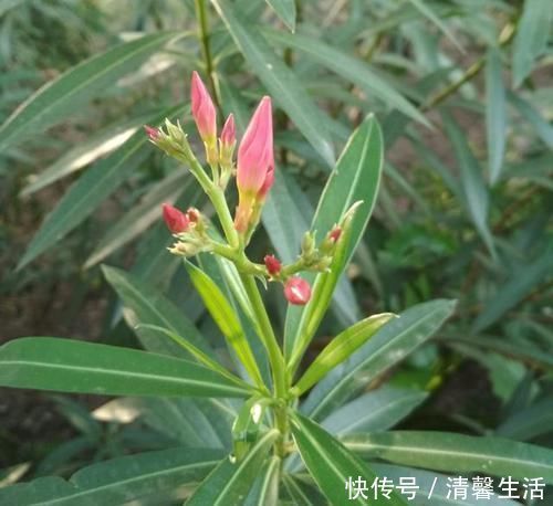 马蹄莲|4种有毒花，碰了麻烦大，再喜欢也别养，扔都不来及