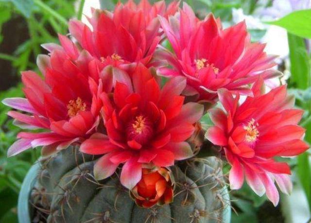 养仙人球绯花玉,少浇水多见光,开花又结种子,养出一大堆