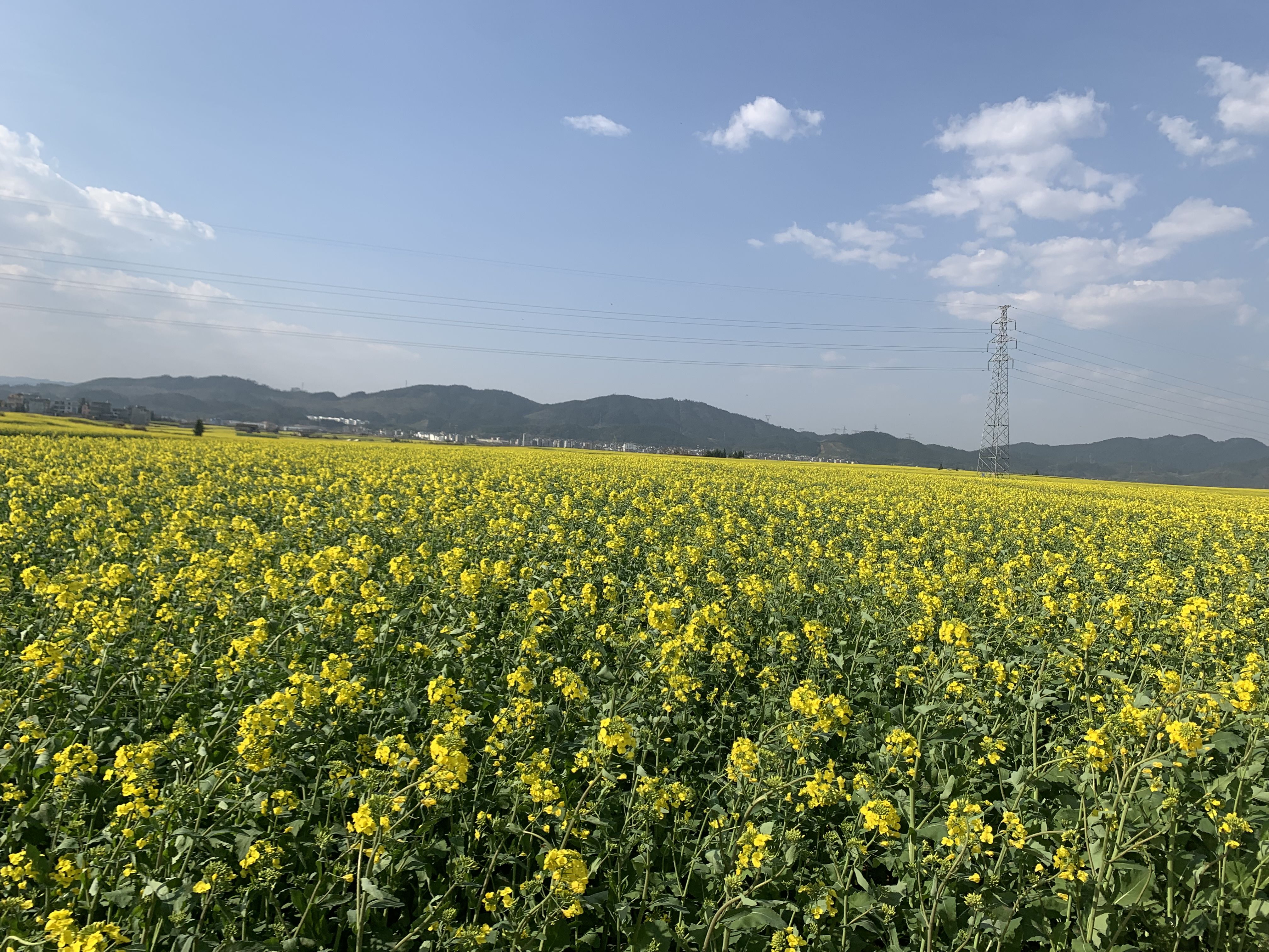 中年|春天的气息就是那么清新、赏心悦目，免费的几十万亩大自然天成花园