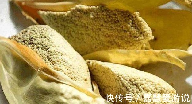 棕包|农村有种山珍,开的花像鱼籽,是降血压良药,20元一斤很难买到