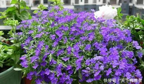 5种漂亮花,吊起来养花开满盆,不占地方,能养几十盆!