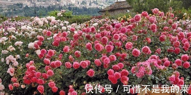 奥斯汀|推荐15种欧月月季任你选，开花最多、花量最大，超美！