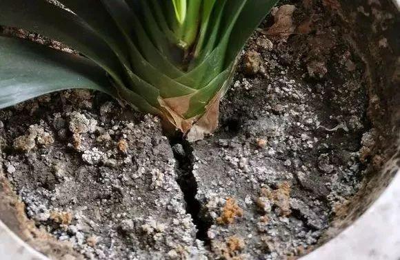 花土硬得像石头,烂根又黄叶,灌点它很快变松软,不用换土!