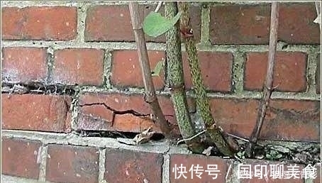 房前屋后看见这草,赶紧连根除掉,要不然有大麻烦!
