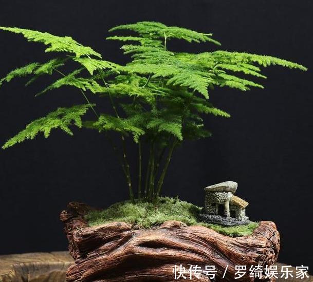 文竹|养盆文竹“困难户”，不发新芽不长个，改4个“毛病”一步窜新芽