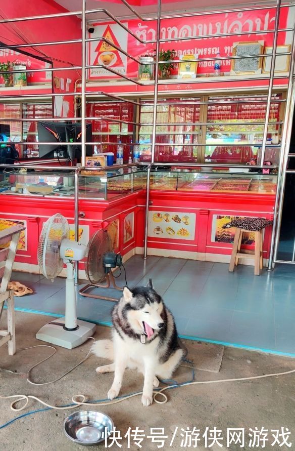 抢劫案发生时依然爆睡的二哈 休息时不上工拒绝打扰 快资讯