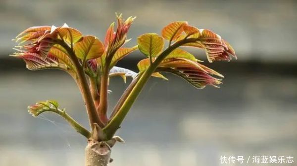 十大名贵山珍,第一比黄金还贵,第十是道家常菜,有你家乡的吗