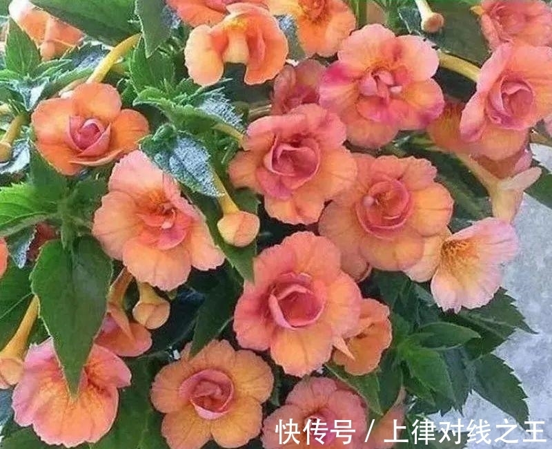 长筒花是“室内花量王者”,没光也能开爆盆,阳台党福音