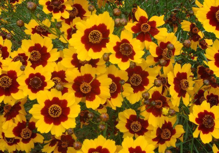 花大色艳|花大色艳花期长,满屋芳香四溢,养在家里超合适的