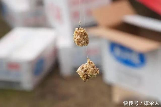 拉丝粉|蓝鲫速攻九一八,用好了大小鱼都能钓用不好全是小鱼闹窝皇禾渔具