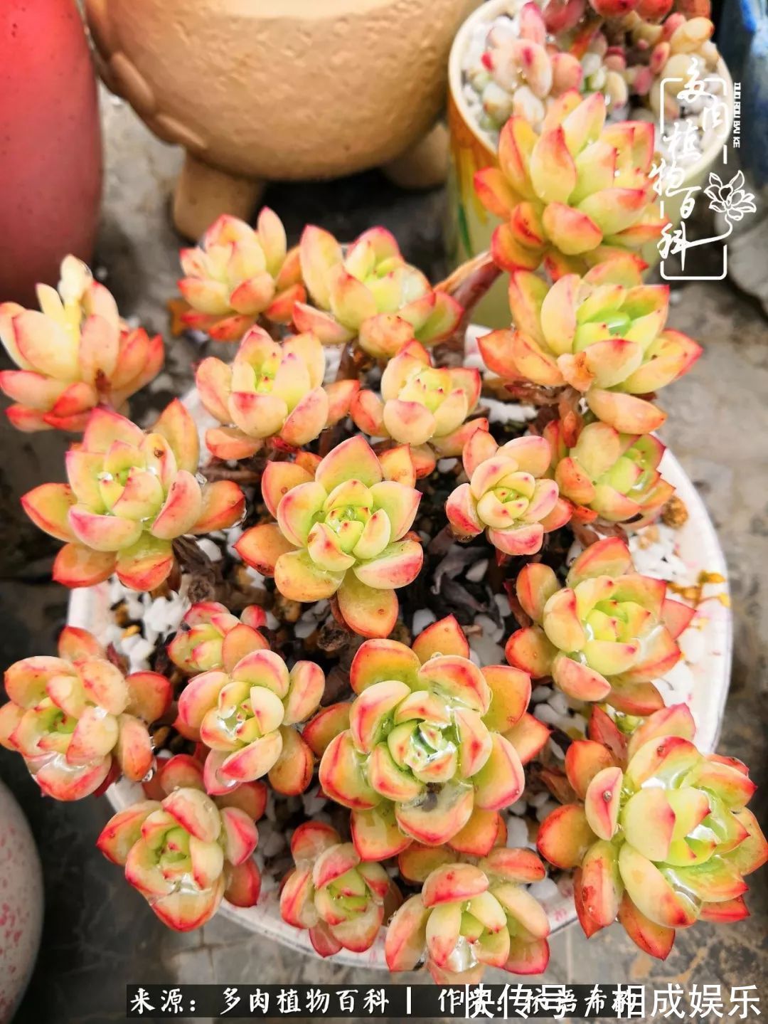 何以解忧，唯有多肉！目光所及，皆是喜欢！