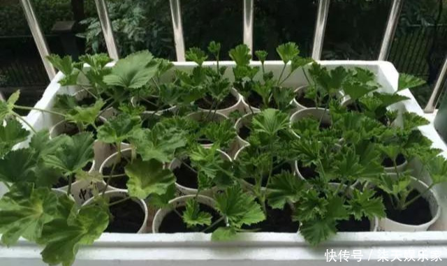 秋季|3种枝条泡水里,10天长根,一次开花100朵,水培成活率更高!