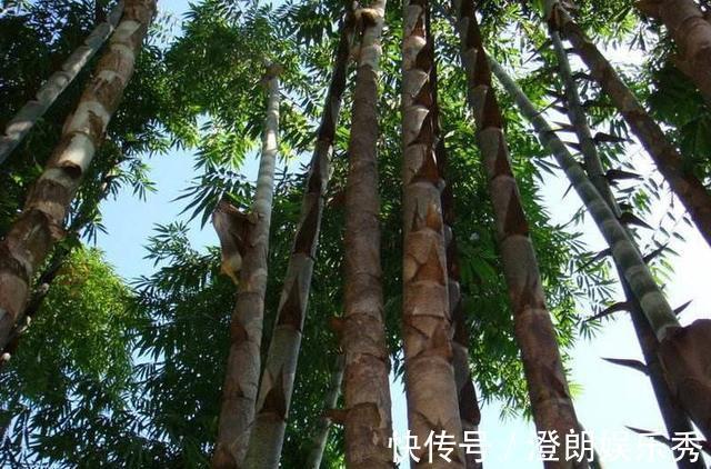 竹子|世界最大竹子,砍断能当水桶,竹笋和成年人一样大,就在中国