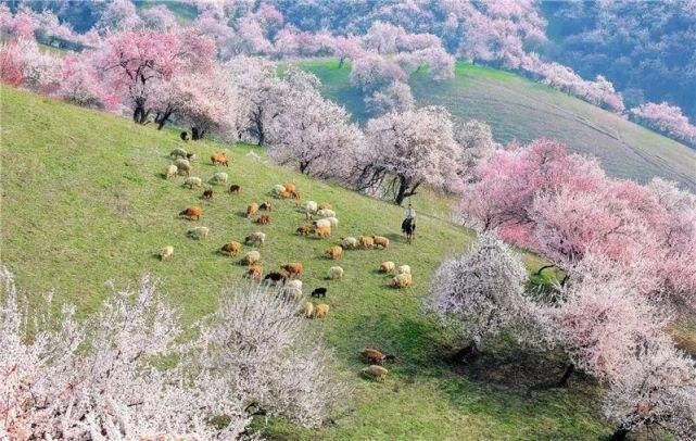 “暖风送春来，雨红杏花香”——中国最美杏花村！
