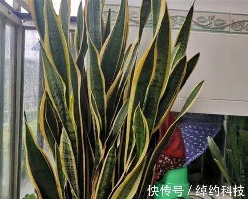 植株|冬天养虎皮兰，土里埋点“生长素”，一到春天爆新芽