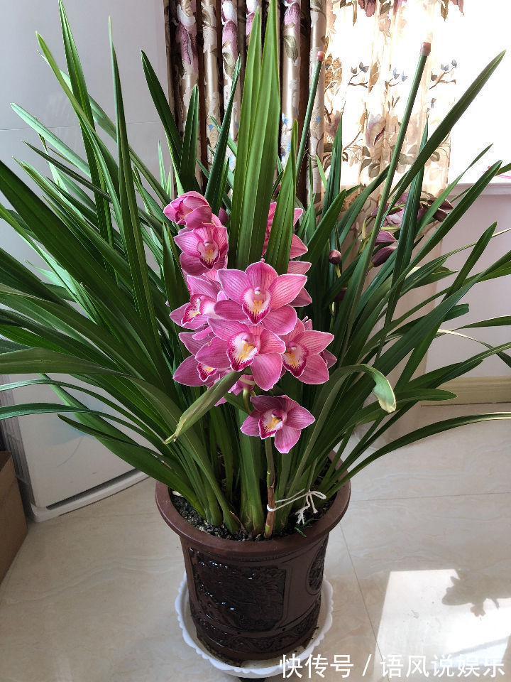 养花|喜欢养花,不如养盆洛阳花,花香沁人心扉,开花娇艳惹人爱