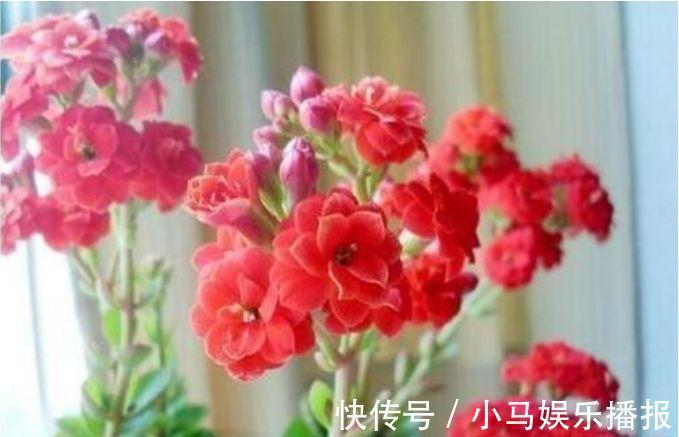 人养花,花也养人,家养4种花,开花爆盆很漂亮,越养越喜欢