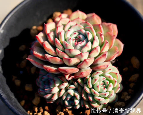 蓝石莲|多肉蓝姬莲怎么养更艳丽教你3个盆栽小妙招,养出最美的蓝姬莲