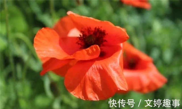 项羽本纪$辛弃疾两首《赋虞美人草》赏读:人间不识精诚苦,贪看青青舞