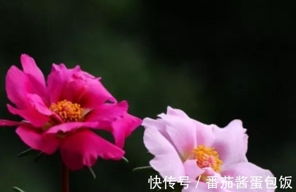 养殖|8种多肉皮实又好养,开花超级美丽,总有一种是你喜欢的