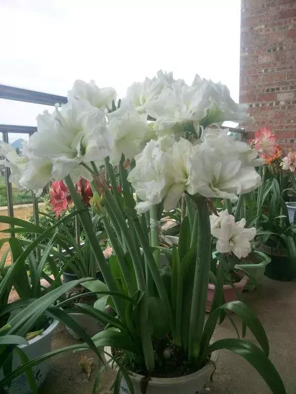 朱顶红|种了1个洋葱头,没想到花开巴掌大!越看越美!